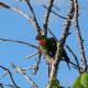 73- Perruches dans la rue a Noumea 